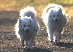 朝日と犬の散歩