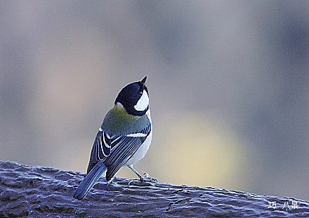 座間市の鳥・シジュウカラ