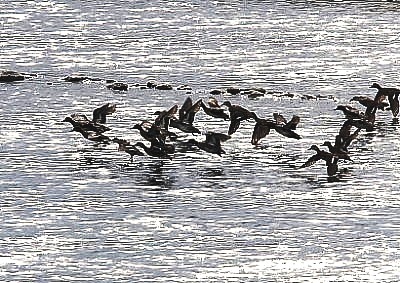 光る水面に飛ぶコガモ