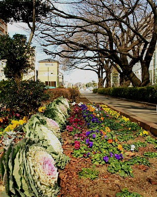 冬の花たち