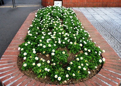 白一色の花壇