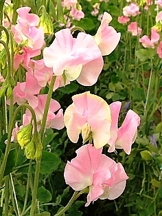 心を伝える花束