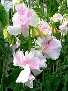 愛する人に贈る花束
