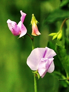感謝の気持ち贈る花束