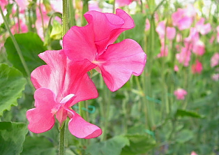 記念日に贈る花束