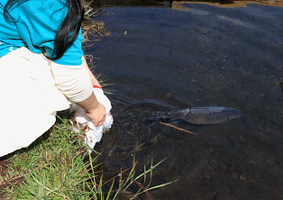 遊水池に無事に帰って行った