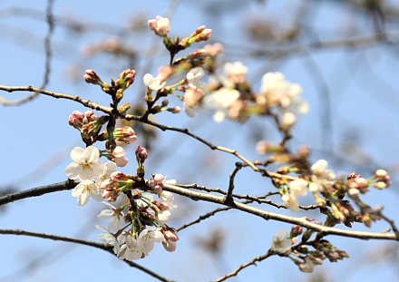 咲いた咲いた桜が咲いた