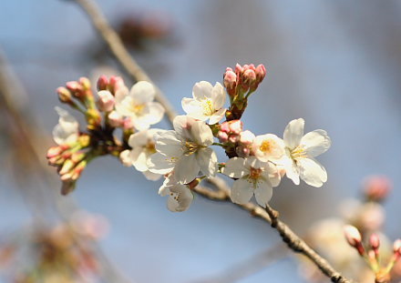 咲いた咲いた桜が咲いた