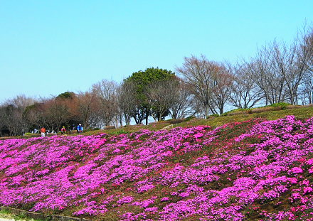新戸の芝ざくら