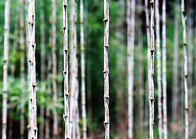 竹の持つ雰囲気は格別