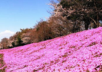 敷き詰められた芝ざくら