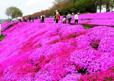見ごろの芝ざくら