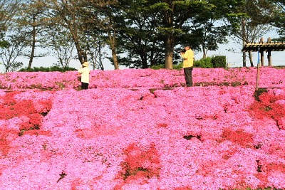 見ごろ続く芝ざくら