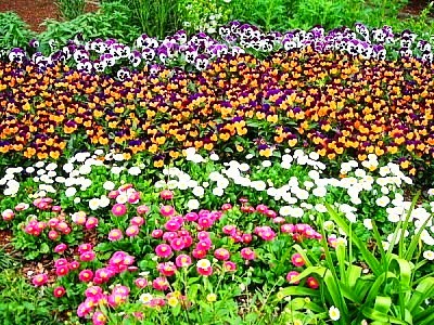 花柄模様