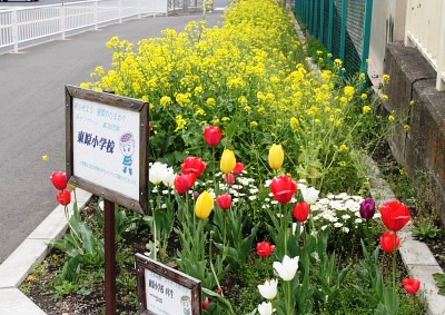 小学5年生の花壇