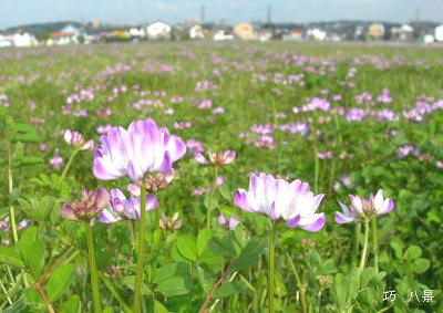 一面の蓮華畑