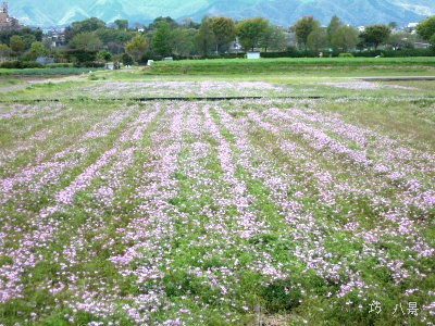 一面蓮華畑