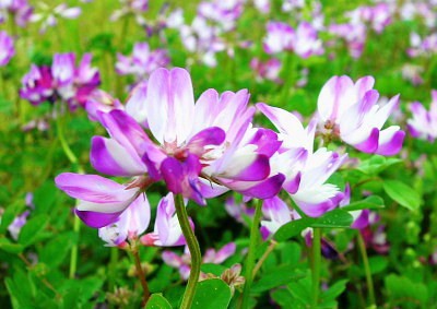 一草の蓮華花