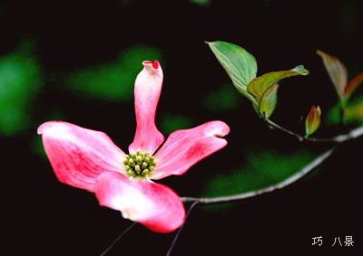 ピンクの花水木