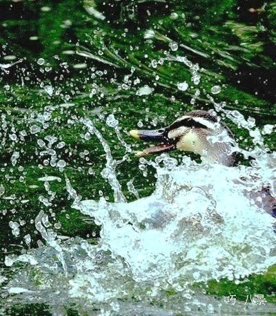 飛沫を上げる水鳥