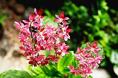 薩摩紅