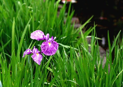 一輪の花菖蒲