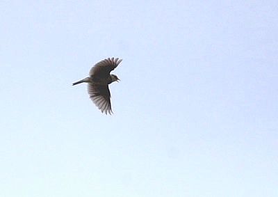 オオヒバリ、上空で囀る