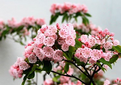 カルミヤの花