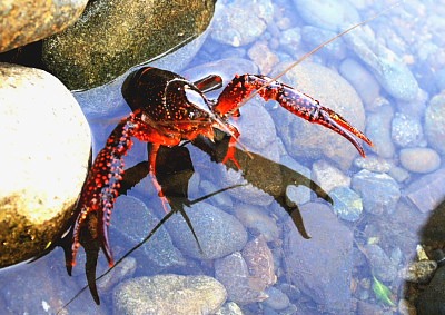 ザリガニも元気が良い