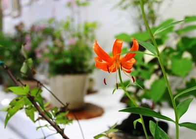 季節の草花