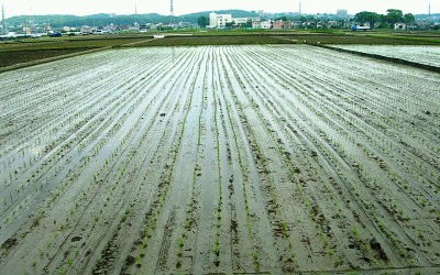 田植え終えた水田