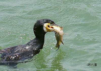 大食いの河鵜
