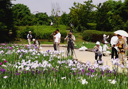つぼみ多い菖蒲園