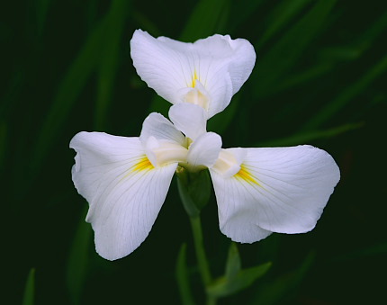 花菖蒲「座間の森」