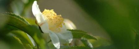 茶の花