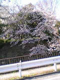 駿府城跡の満開の桜
