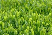 茶畑