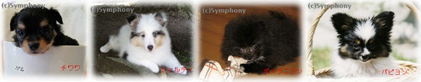 symphonyロゴ