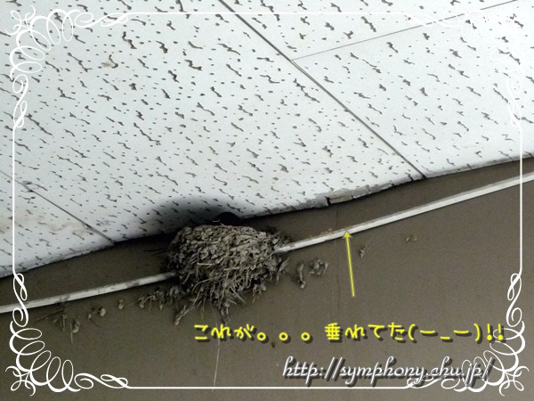 ツバメの巣