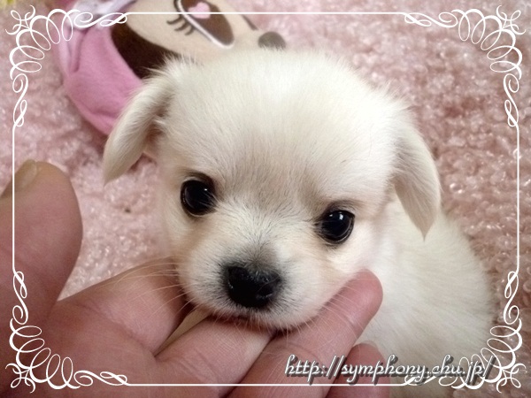 チワワー子犬