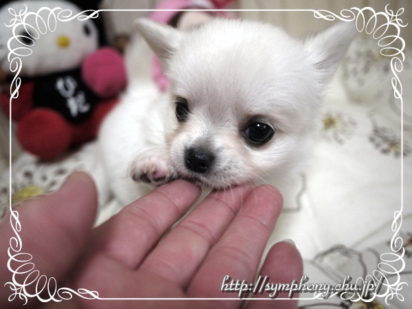 チワワー子犬