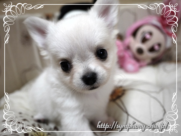 チワワー子犬