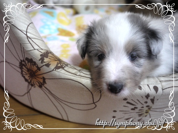 シェルティ子犬