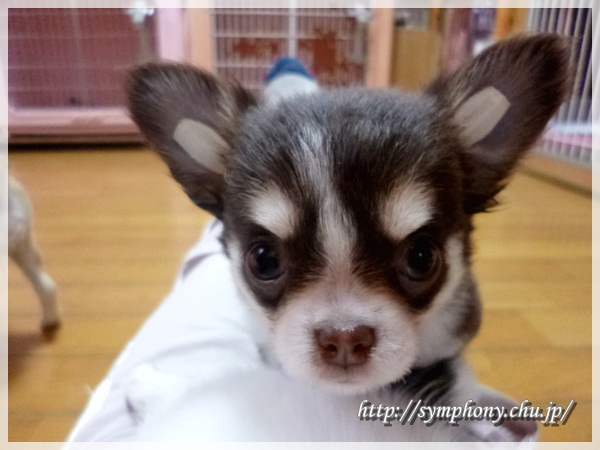 チワワ子犬ーももちゃん