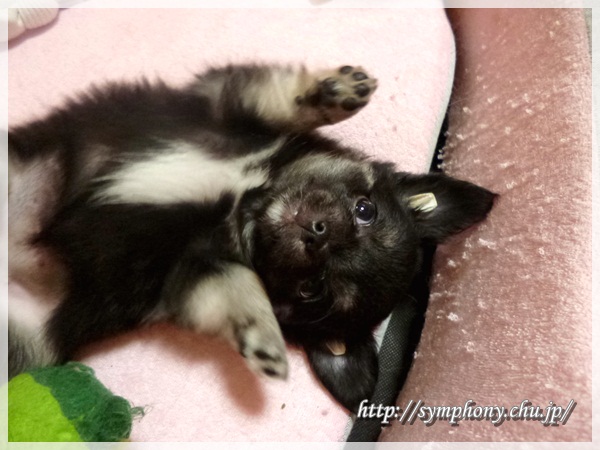 チワワ子犬