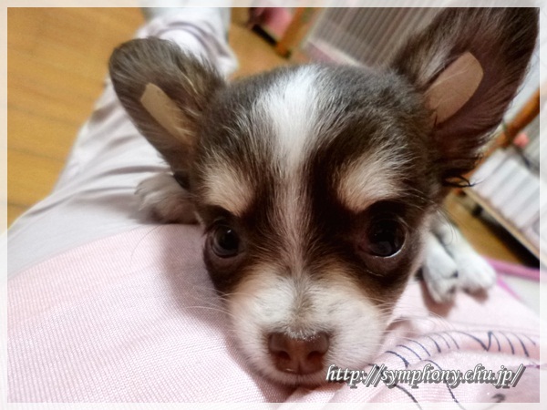 チワワ子犬ークロエちゃん