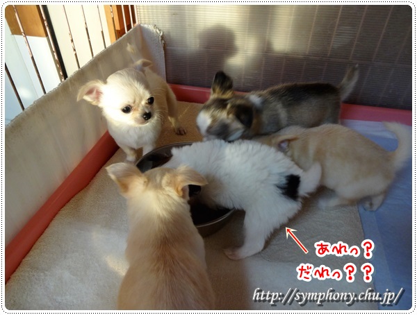 パピヨン子犬