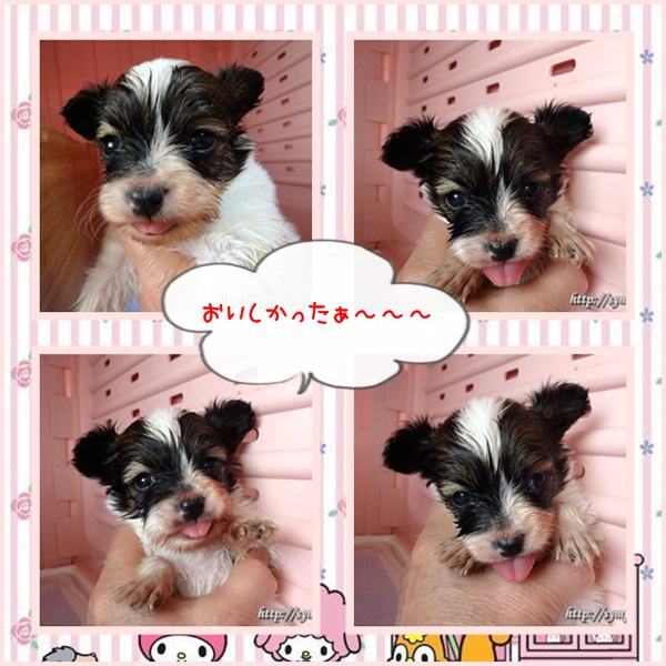 パピヨン子犬