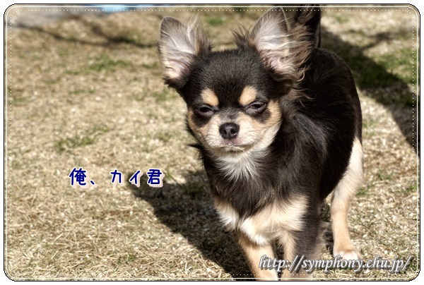 チワワ子犬ーカイ君