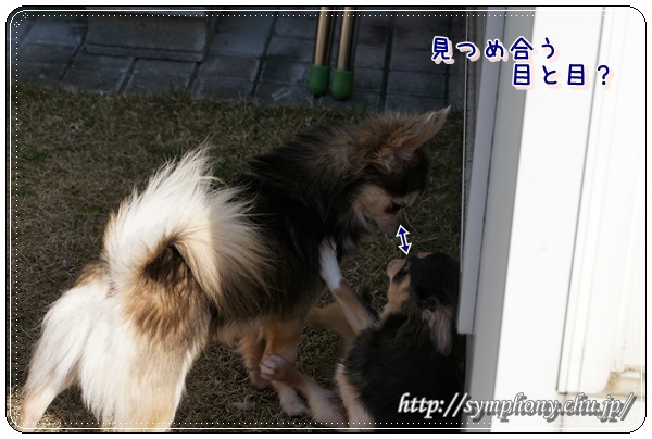 チワワ子犬ーカイ君